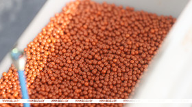 В Гомельской области обеспеченность семенами отечественного производства составляет 76%
