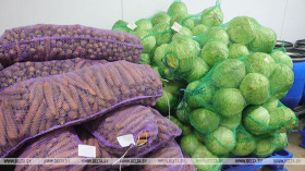 В стабфонды Гомельской области заложили свыше 7,4 тыс. т картофеля и более 3,5 тыс. т капусты