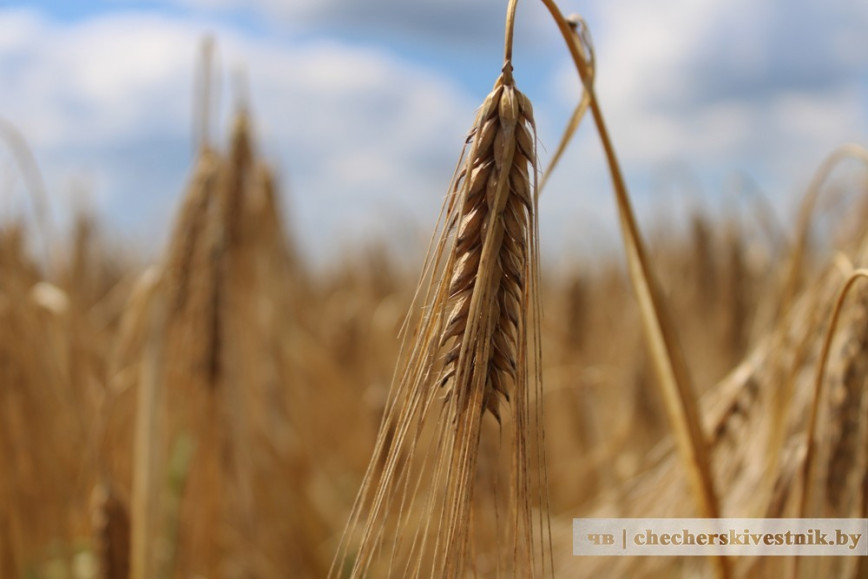 Хлеборобы Чечерщины выборочно приступили к уборке основных зерновых