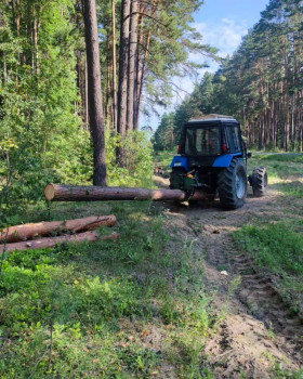 К ураганной древесине в Чечерском районе применяют хозяйский подход