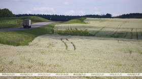 40.9% of buckwheat planted in Belarus