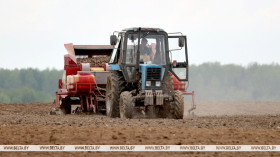 Potatoes planted on over 95% of designated area in Belarus