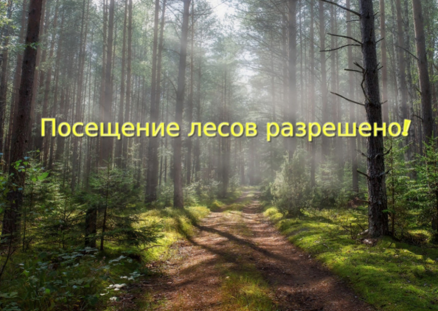 С 07.07.2022 снят запрет на посещение лесов и торфяников