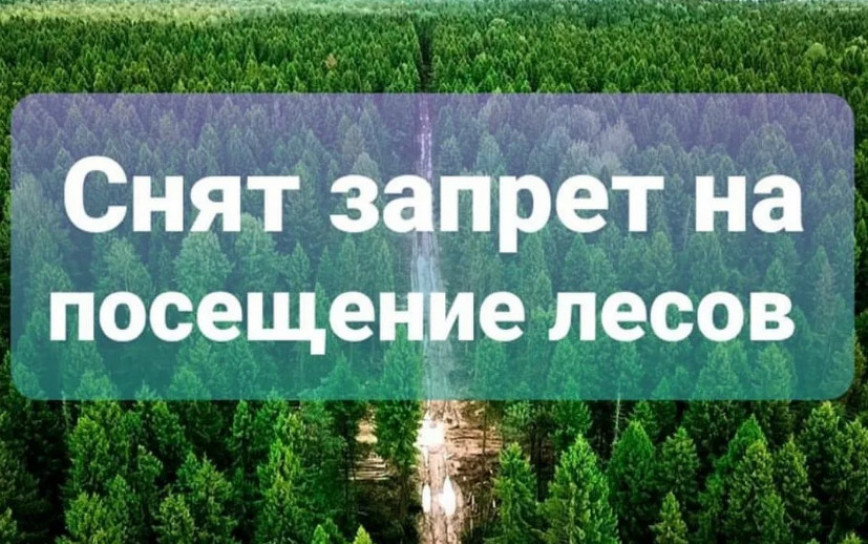 Сняты ограничения на посещение лесов